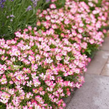 Rose Cutie Pie - Pack of THREE Plants