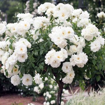 Pair of Large Standard Rose Trees - 'Edelweiss' Weeping Rose Trees