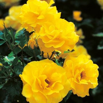 Rose Freesia - Floribunda Rose