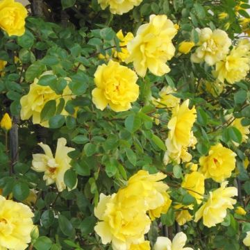 Rosa Golden Gate - Climbing Rose - Large 5-6 ft Specimen