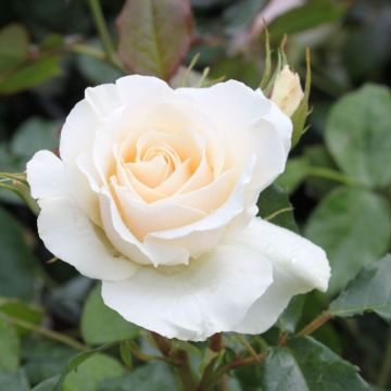 Rose Iceberg - White Floribunda Rose