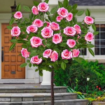 LARGE Standard Rose Trees - 'Laminuette' 