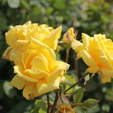 Rose Landora - Sunblest Hybrid Tea Rose