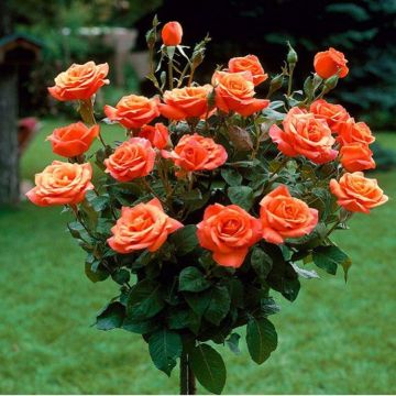 Pair of Large Standard Rose Trees - Mercedes - Orange-Red