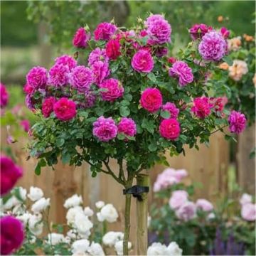 Pair of Large Standard Rose Trees - Mileva - Ava