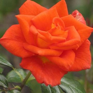 Rose Monica - Hybrid Tea Rose