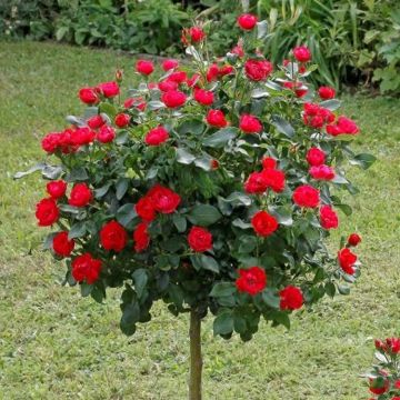 Pair of LARGE Standard Rose Trees - Nina Weibull