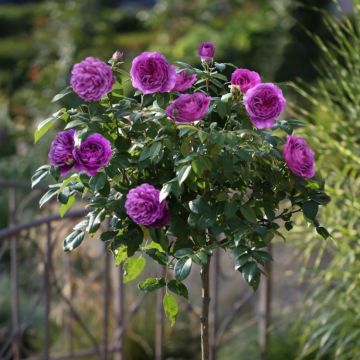 Pair of Standard Rose Trees - Old Port