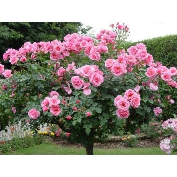 Pair of Large Standard Rose Trees - Papillon