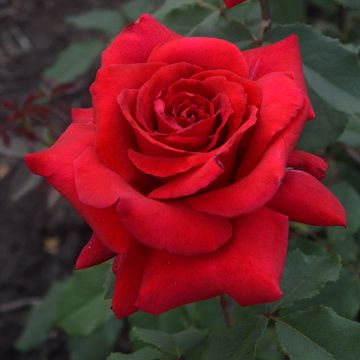 Rose Red Berlin - Hybrid Tea