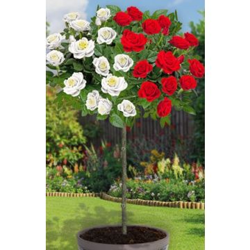 LARGE Standard Rose Tree - Scarlet Edelweiss - Weeping Rose Tree