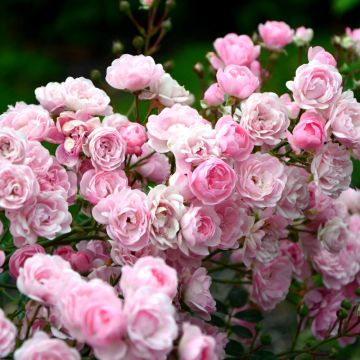 Pair of LARGE Standard Rose Trees - 'Pink Fairy' Weeping Rose Trees