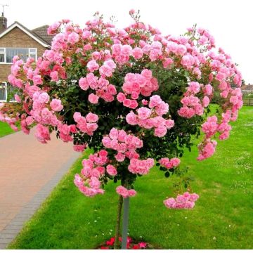 LARGE Standard Rose Tree - 'Pink Fairy' Weeping Rose Tree