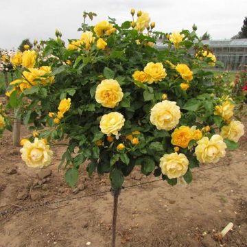 Large Standard Rose Tree - Cart D'Or