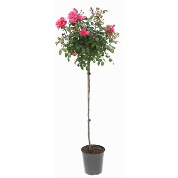 Large Standard PINK Rose Tree 'Carla'  - circa 130-150cms tall