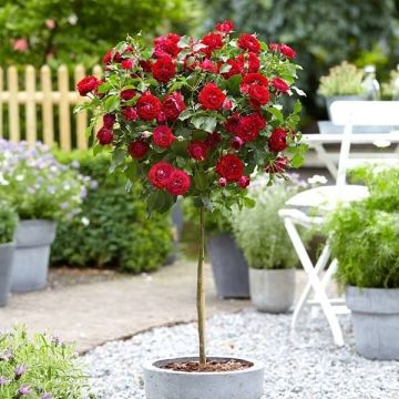 Large Standard Rose Tree 'Satchmo'