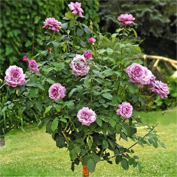 Pair of LARGE Standard Rose Trees - Charles De Gaulle