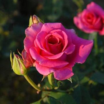 Rose Pavaroti - Hybrid Tea Rose