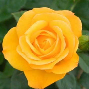 Rose Arthur Bell - Hybrid Tea Rose