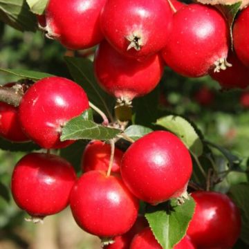 Crabapple Tree - Malus Rosehip - Circa 5ft