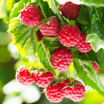 Raspberry TULAMEEN PEARL - Rubus Tulameen - LARGE PLANT