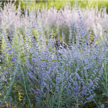 Perovskia Atriplicifolia Silvery Blue Russian Sage