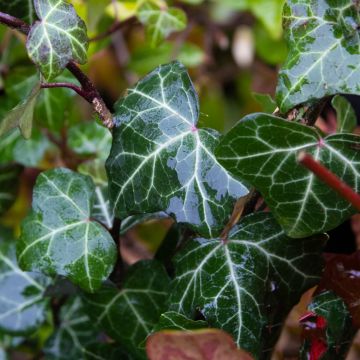 Hedera helix 'Plattensee' - English Ivy 