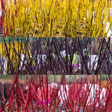 Cornus Collection - Winter Colour Dogwood Collection - Pack of THREE