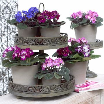 Saintpaulia - African Violet Plants in assorted Colours 