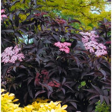 Sambucus nigra Black Beauty - Noir Elder Sambuca Plant- Large Specimen