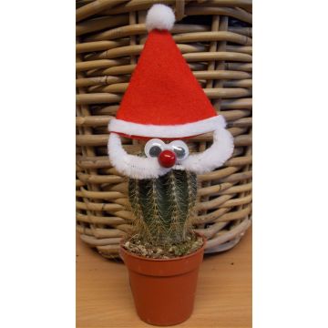 Santa Cactus