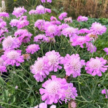 Scabious Pink Mist - Scabiosa - Butterfly Pincushion Flower