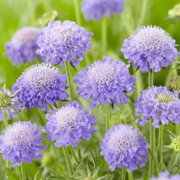 Scabiosa columbaria Mariposa Blue - Butterfly Blue Pincushion Flower Scabious - In Bud & Bloom