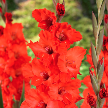 Gladioli Giant Flowered Red - Pack of Five