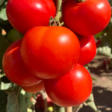 Tomato 'Tamina'