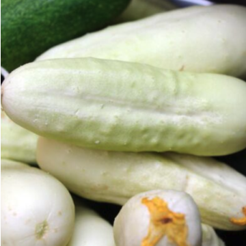 Cucumber 'White Wonder Bianco Lungo'