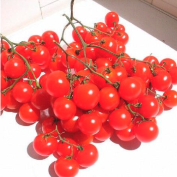 Tomato 'Riesentraube'