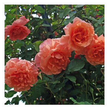 Rose 'Ali Baba' - Climbing Rose