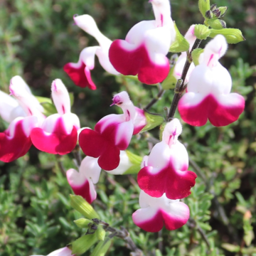 Salvia 'Cherry Lips'