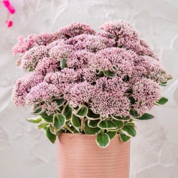 Sedum 'La Vie en Rose' - In Bud & Bloom