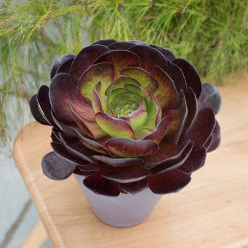 Semponium 'Vortex' - Surreal Succulents