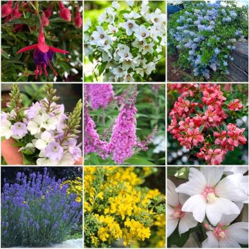 Hardy Garden Shrubs Collection - EIGHT Outstanding Varieties