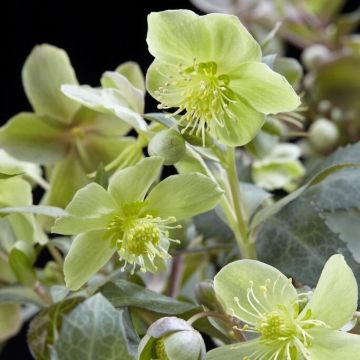 Helleborus x sternii Silver Star