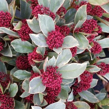 Skimmia japonica Perosa - Variegated Rubella Skimmia - XXXL Specimen Plant