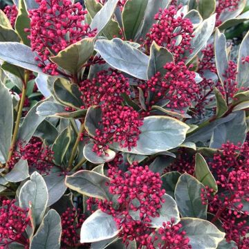 Skimmia japonica Perosa - Variegated Rubella Skimmia - XXXL Specimen Plant