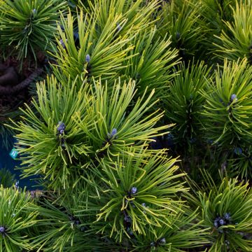 Pinus mugo Winter Gold - Dwarf Golden Mountain Pine