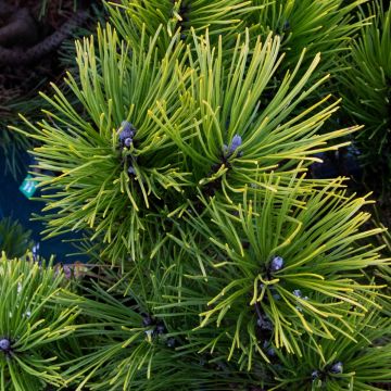 Pinus mugo Winter Gold - Dwarf Golden Mountain Pine - LARGE SPECIMEN