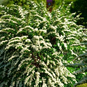 Spirea nipponica Snowmound - Snow mound Spiraea