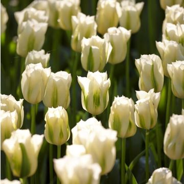 Tulip Spring Green - pack of 6