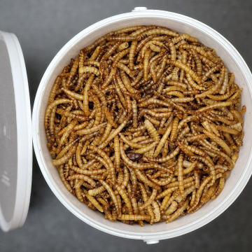 Premium Dried Mealworms for Wild Bird - 5 litre Tub